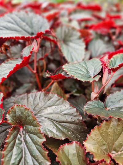 Rex begonia