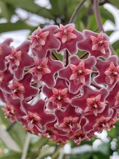Hoya PINK