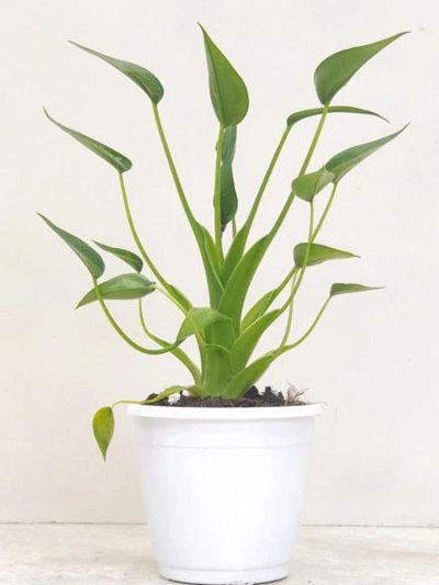 Alocasia Tiny Dancer
