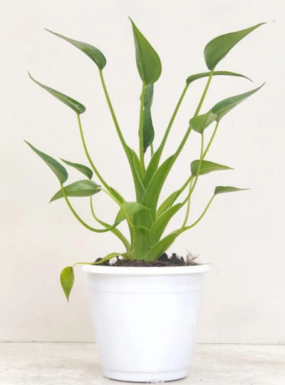 Alocasia Tiny Dancer