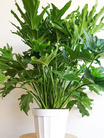 Philodendron Lickety Split