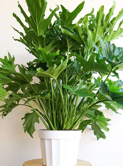 Philodendron Lickety Split