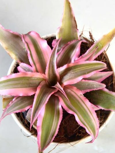 Cryptanthus