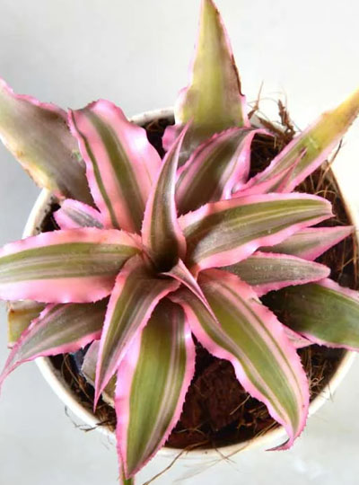 Cryptanthus
