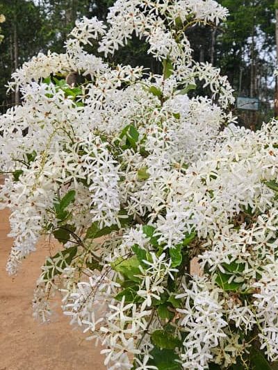 Petrea white