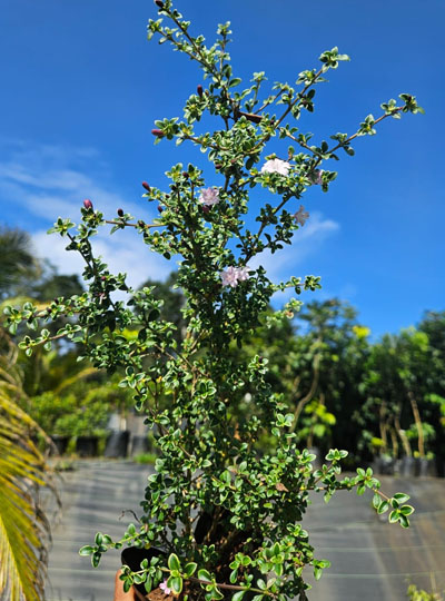 Snow rose - Image 2