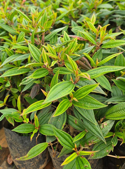 Melastoma white - Image 2