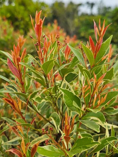 Eugenia Verigated (s)