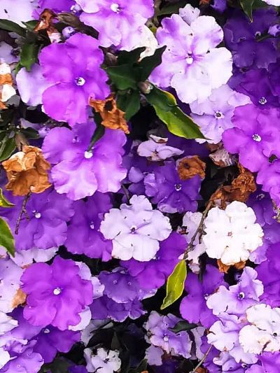 Yesterday Today Tomorrow NADAN