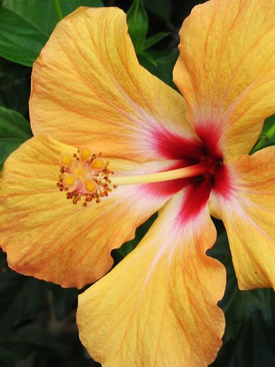 Hibiscus