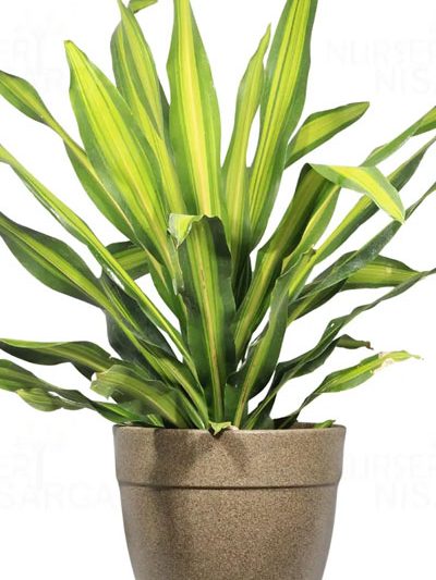 Dara Singh dracaena