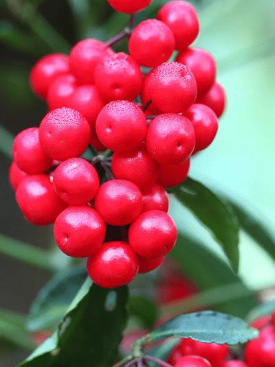 Coralberry
